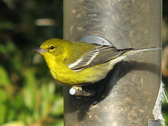 Pine Warbler